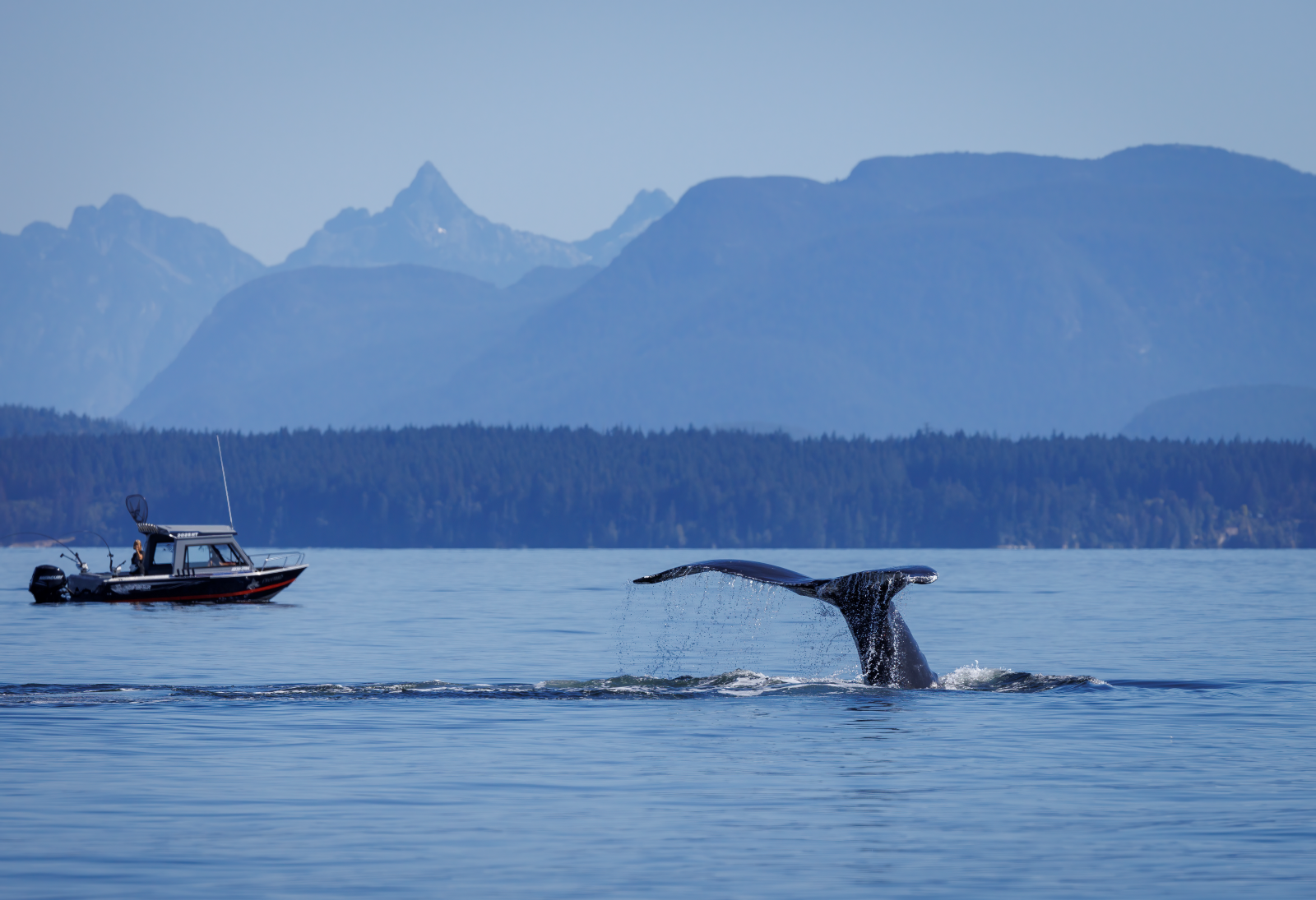 Ocean scene with humpback whale tail above water, with boat in background
