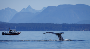 Ocean scene with humpback whale tail above water, with boat in background