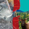 Split photo of a mine next to a forest with elk in foreground, with a broken strip of red tape in the middle