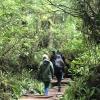 A group of people walking together along a boardwalk trail in the woods.