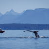 Ocean scene with humpback whale tail above water, with boat in background